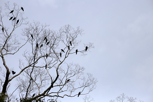 Crows on tree