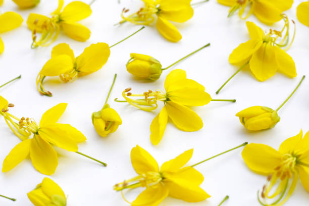 Cassia fistula flower on white background.