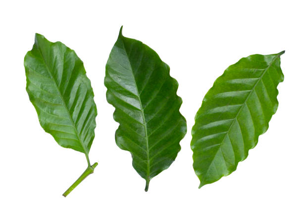 istock Fresh coffee leaves on white background. 2148330208