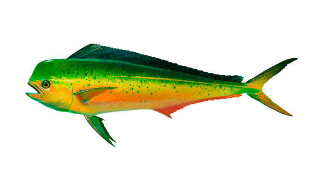 mahi mahi junge oder delfinfische isoliert auf weiß. - coryphaena stock-grafiken, -clipart, -cartoons und -symbole