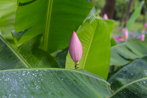 Beautiful banana flower with green leaves