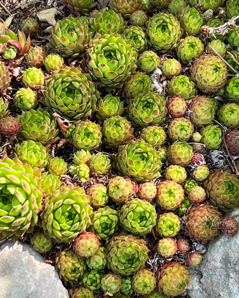 istock Philoseum Hens and Chicks  Plant 2148330966