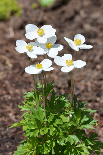 White Aonieum Silvestris Snow Drop Flowers