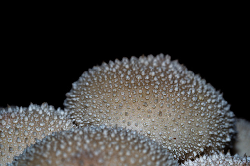 Close up detail of puffball mushrooms with black background