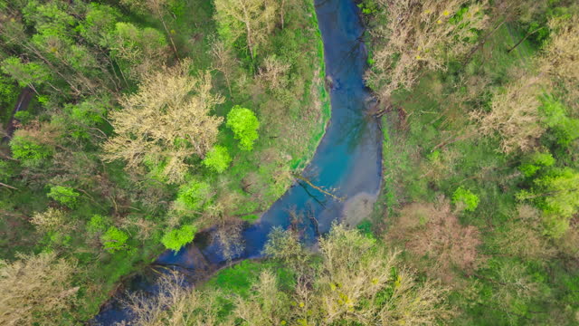 AERIAL Drone Top Down Shot of Winding River Amidst Trees in Forest