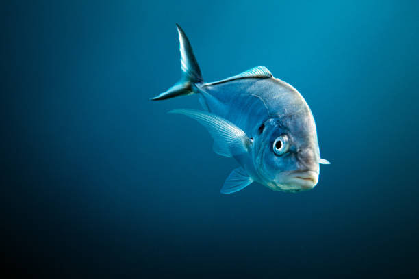 Small fish swims under sunlight in blue ocean water
