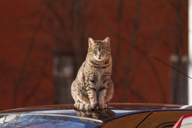 Fat stray cat sits on car roof