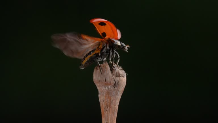 Slow motion of the moment when a ladybug flies.