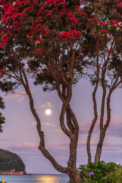 istock A Majestic Pohutukawa Tree Stands Silhouetted Against the Rising Full Moon, Creating a Captivating Scene of Natural Beauty at Whangamata Beach 2148334726