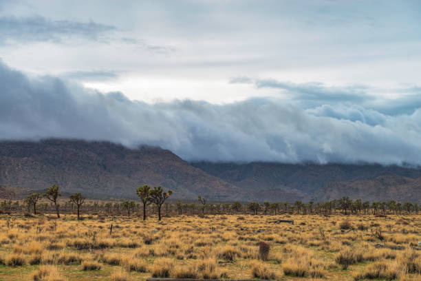 Snow on the Joshua trees and Desert Hills in Joshua Tree National Park in California