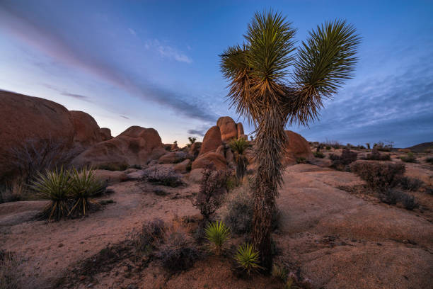 istock Joshua Tree in the Mojave Desert at Dusk 2148336861