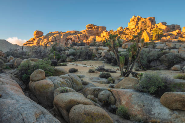 istock Sunrise on Mojave Rock Formations with Large Joshua Tree 2148336883