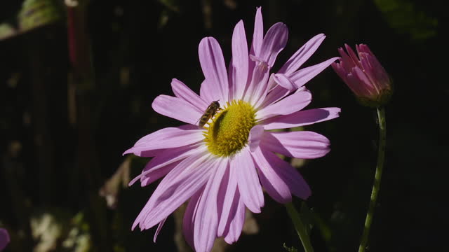 Honey bee crawling on a single Michaelmas daisy, on sunny and bright day.