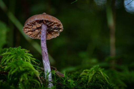Wild purple mushroom growing in the forest
