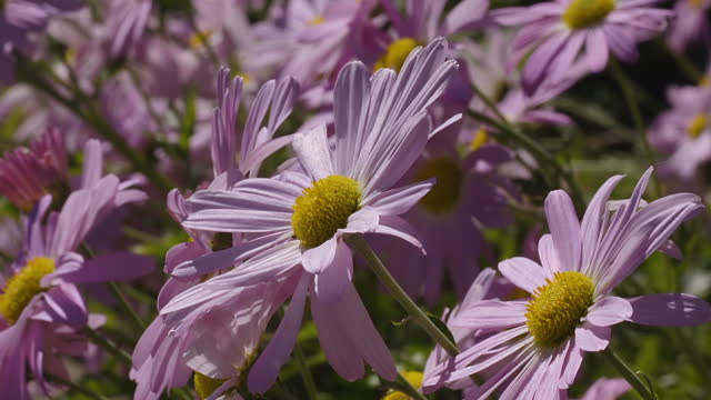 Group of purple-garden, flora, perennial, wildflower Michaelmas Daisy flowers in a small garden on a sunny and bright day.