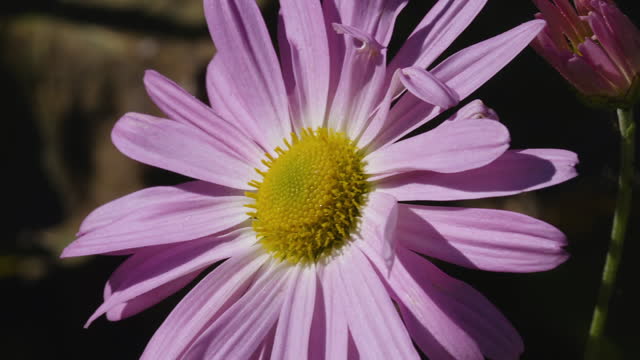 Closeup of a single michaelmas daisy on a sunny and breezy day.