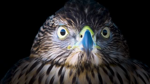 High-quality footage set against a black background, illuminated only by light highlighting the eagle's face, this close-up scene glimpse into the raw beauty of nature.