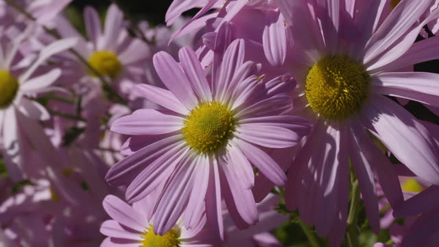 Cluster of Michaelmas daisies on a bright and windy day. Closeup. Clip C