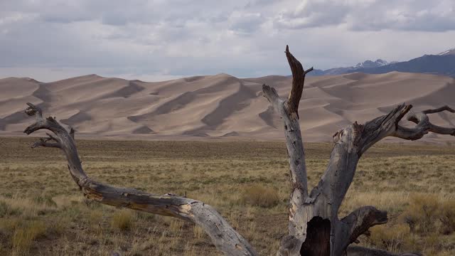 Great Sand Dunes National Park, Colorado. A beautiful dry tree against a background of sand dunes. USA