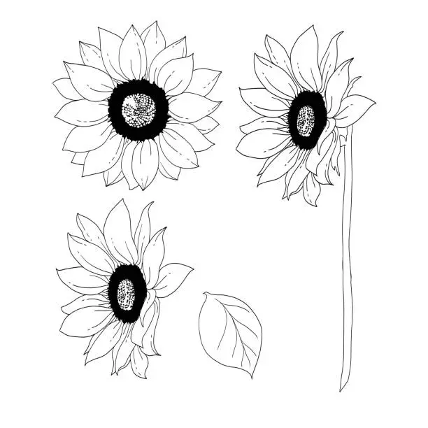 Vector illustration of Line drawing of  sunflowers and leaf