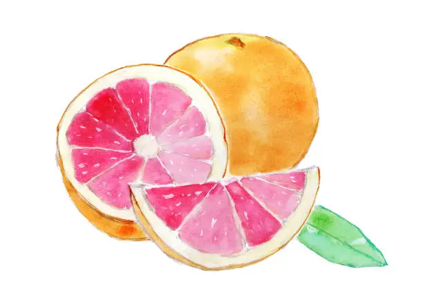 Vector illustration of Bright still life with grapefruits