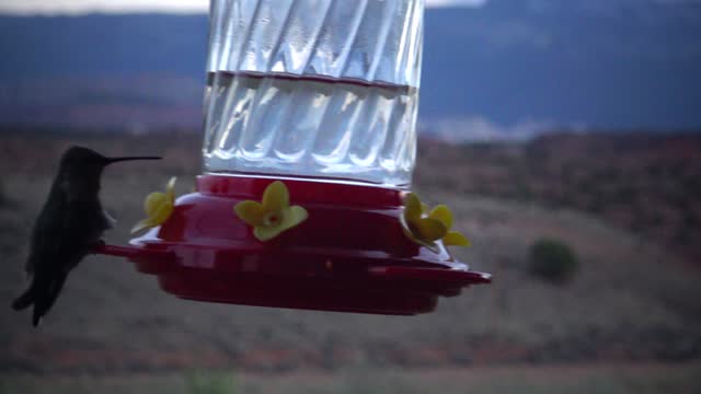Small hummingbirds drink sweet nectar from an artificial drinking bowl with flowers, Utah, USA