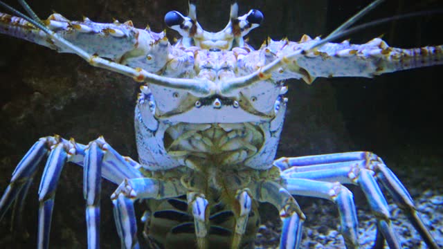 Spiny lobsters, also known as langouste or rock lobsters are a family (Palinuridae), Adventure Aquarium, Camden, New Jersey, USA
