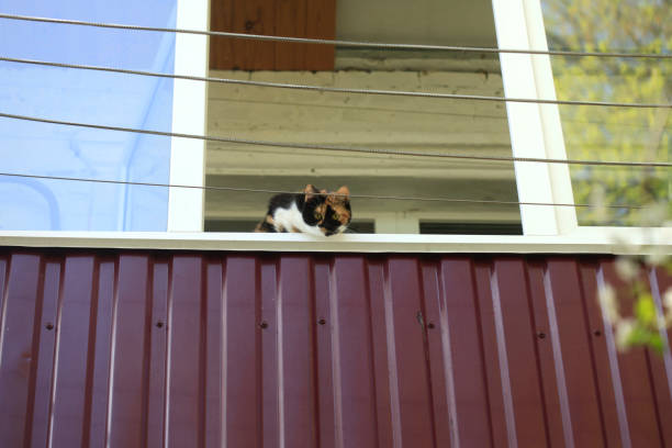 Ginger cat relaxing on terrace.