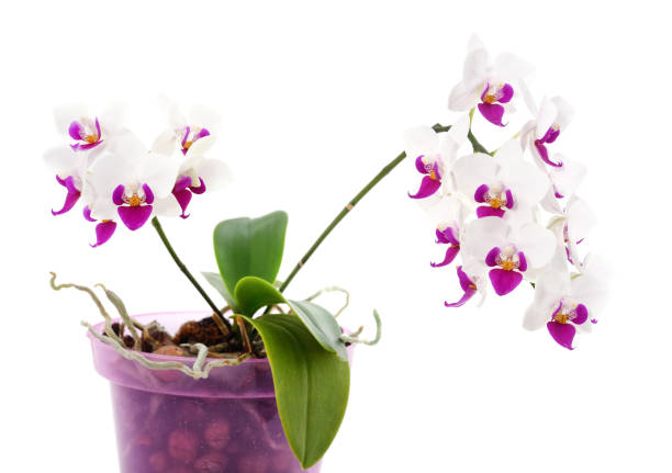 Beautiful Phalaenopsis orchid flowers in a living room in Japan