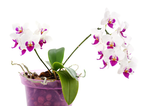 Orchid beautiful in the pot isolated on a white background.