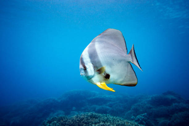 A lone batfish portrait captured swimming the Great Barrier Reef