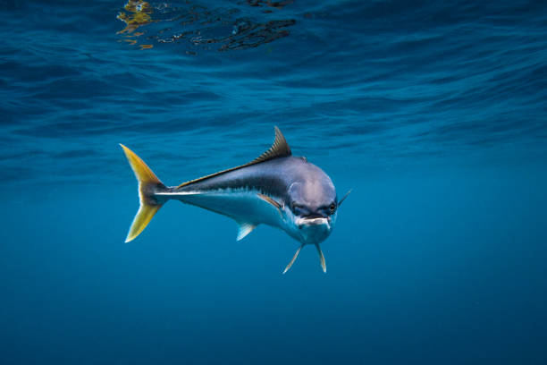 istock Yellowtail Kingfish swimming in blue ocean water 2148340350