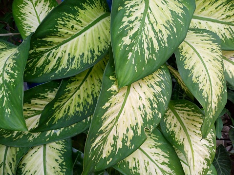 Landscape Dieffenbachia is an ornamental plant whose beauty comes from the shape of the crown and also the color of the leaves which vary green with light green or yellow spots.