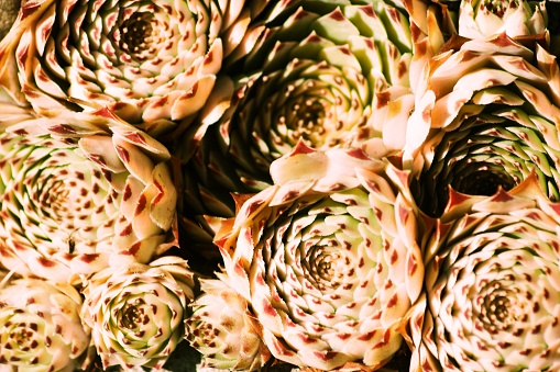 A close-up of a hens and Chicks Succulent plant.