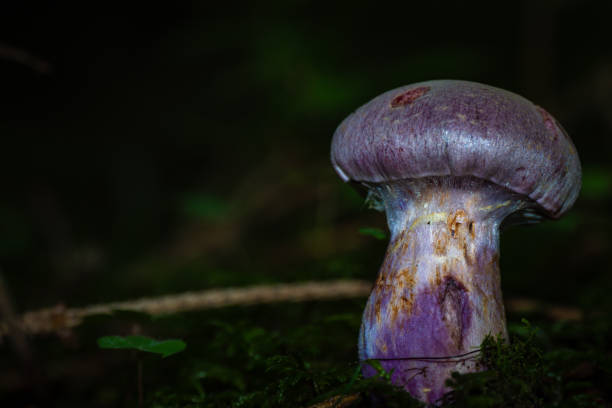 istock Purple mushrooms 2148340985