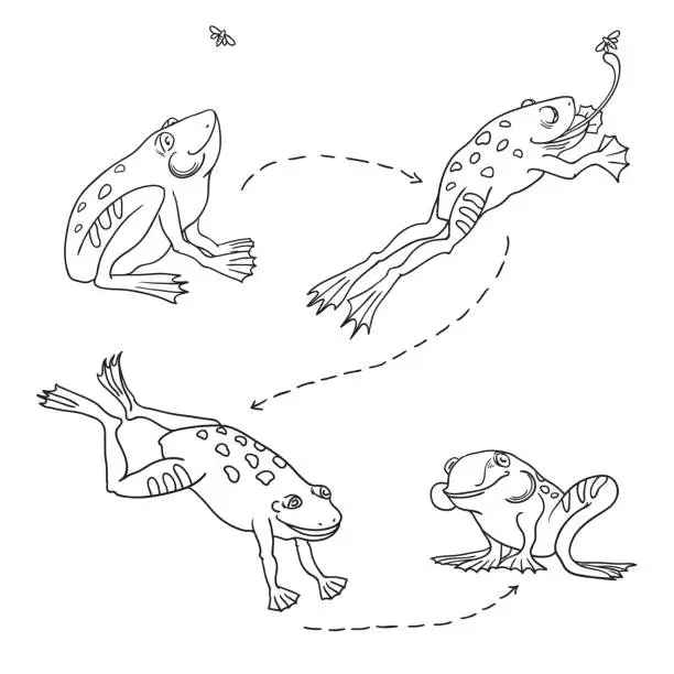 Vector illustration of Set of cute frog. Hunting jumping frog. Frog catches and eats the fly 4 stages.
