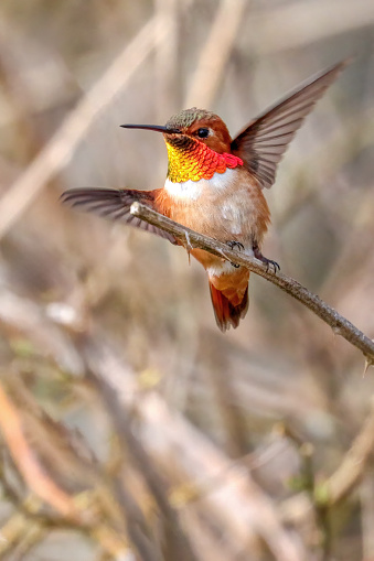 Rufous Hummingbird, Richmond, BC, Canada