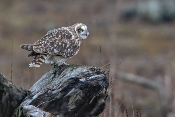 istock short-eared owl perching on a wooden pole, British Columbia, Canada 2148341947