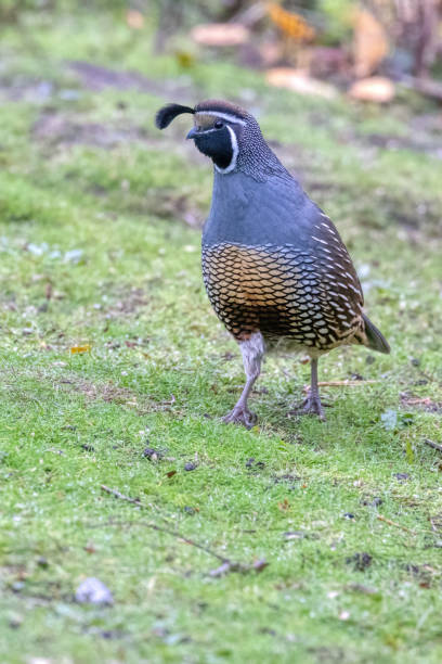 istock California Quail, Delta, BC, Canada 2148341959