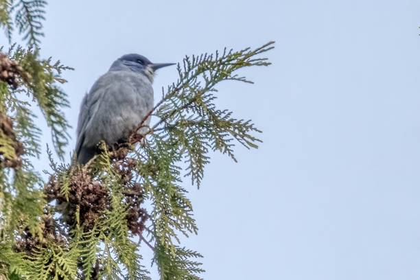 istock pinyon jay perched on a tree branch, West Vancouver, BC, Canada 2148341967