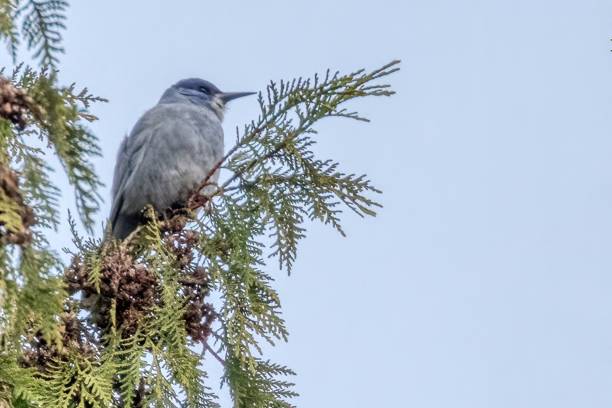 pinyon jay perched on a tree branch, West Vancouver, BC, Canada pinyon jay perched on a tree branch, West Vancouver, BC, Canada pinyon jay stock pictures, royalty-free photos & images