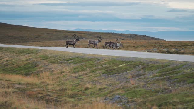 A herd of reindeer crosses the road and disappears in the vast expanse of autumn tundra.