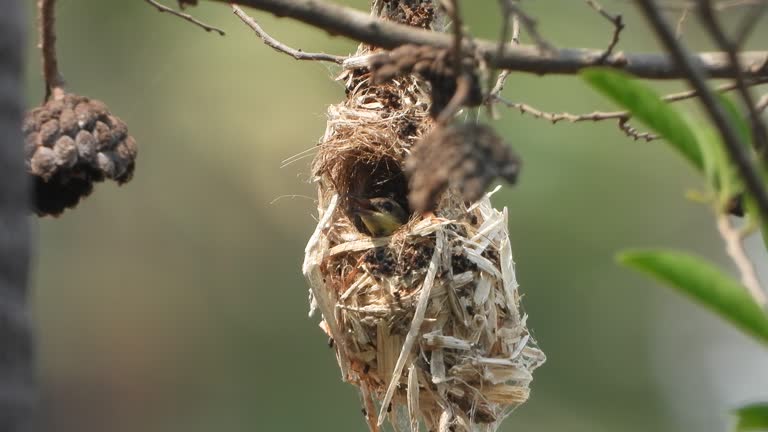 Hummingbird in nest making nest - eggs .