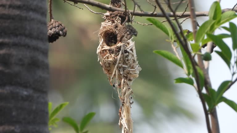 Hummingbird nest making for chicks .