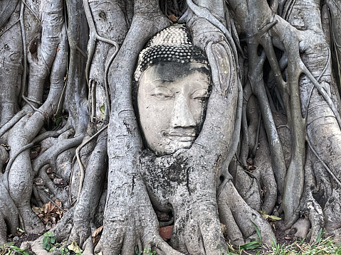 Famous Buddha Head In The Roots Of A Bodhi Tree in overgrown jungle tree Wat Maha That, Ayutthaya, Thailand