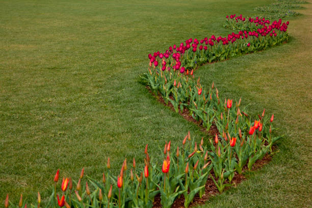 wiosną wiośnie wijący się rząd kolorowych tulipanów otoczony zieloną trawą - claudia zdjęcia i obrazy z banku zdjęć