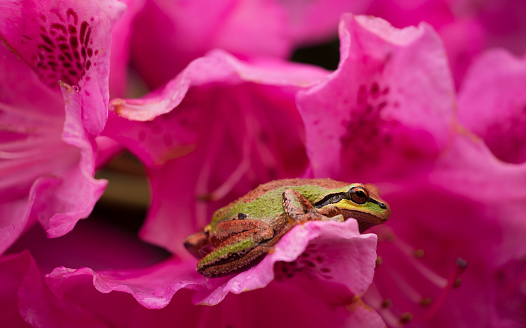 A tiny Pacific chorus frog rests on a pink rhododendron blossom in springtime