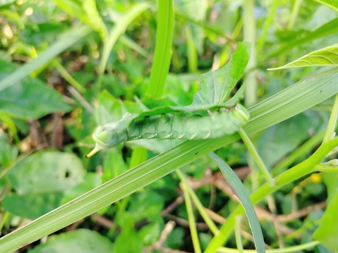tobacco hornworm eating green leaves
