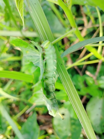 tobacco hornworm eating green leaves