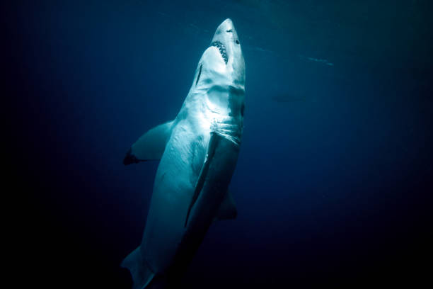 istock Large white shark swimming to the light 2148344786